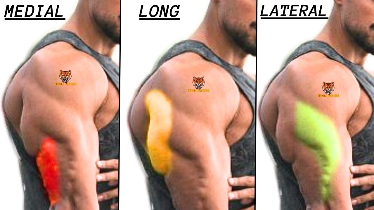 TOP 3  TRICEPS WORKOUT  / LONG HEAD / LATERAL HEAD / MEDIAL HEAD