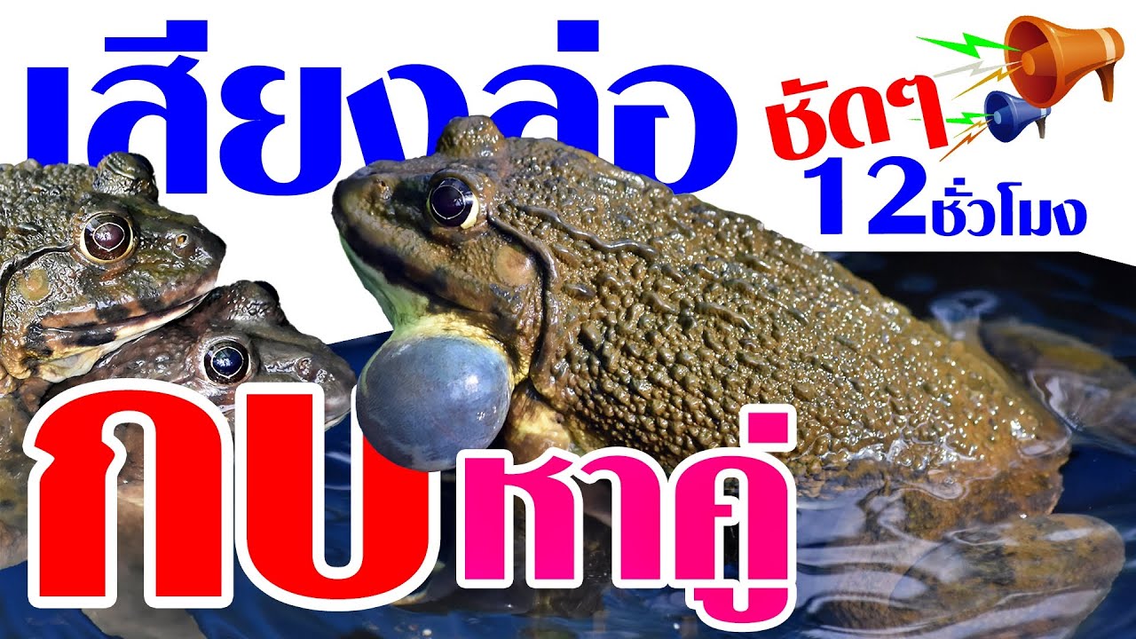 เสียงล่อกบหาคู่ ดังๆชัดๆ 12 ชั่วโมงเต็ม ได้ผล 125 %