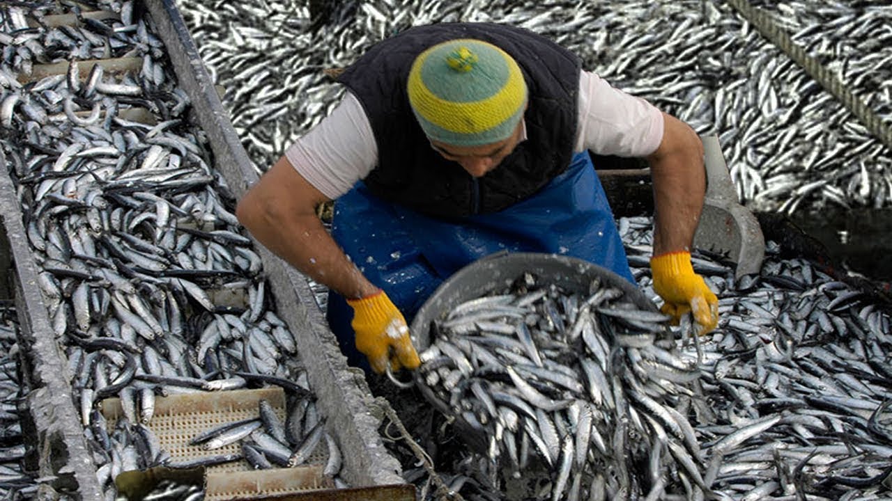 Big Catch Net Anchovy Fish - How to process canned salted anchovies in the factory
