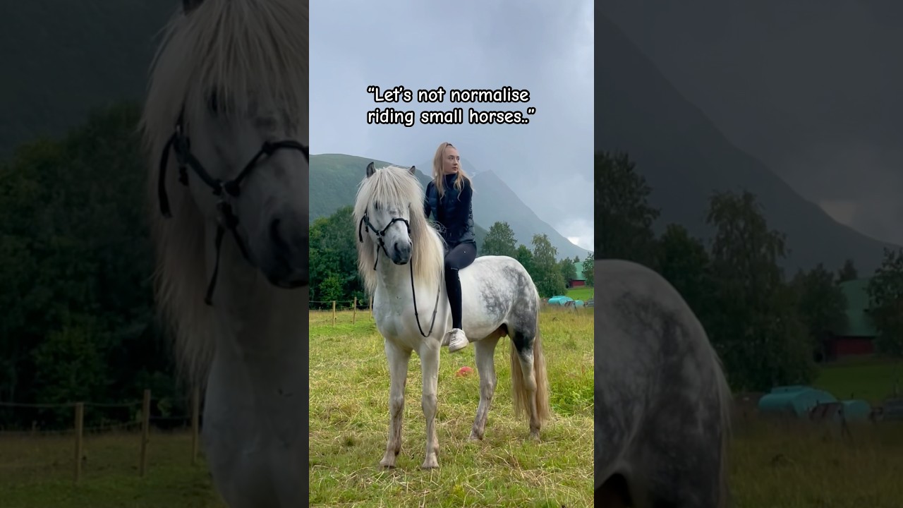 &ldquo;Let&rsquo;s not normalise riding small horses..&rdquo; #horse #icelandichorse #horseriding #horses #equestrian