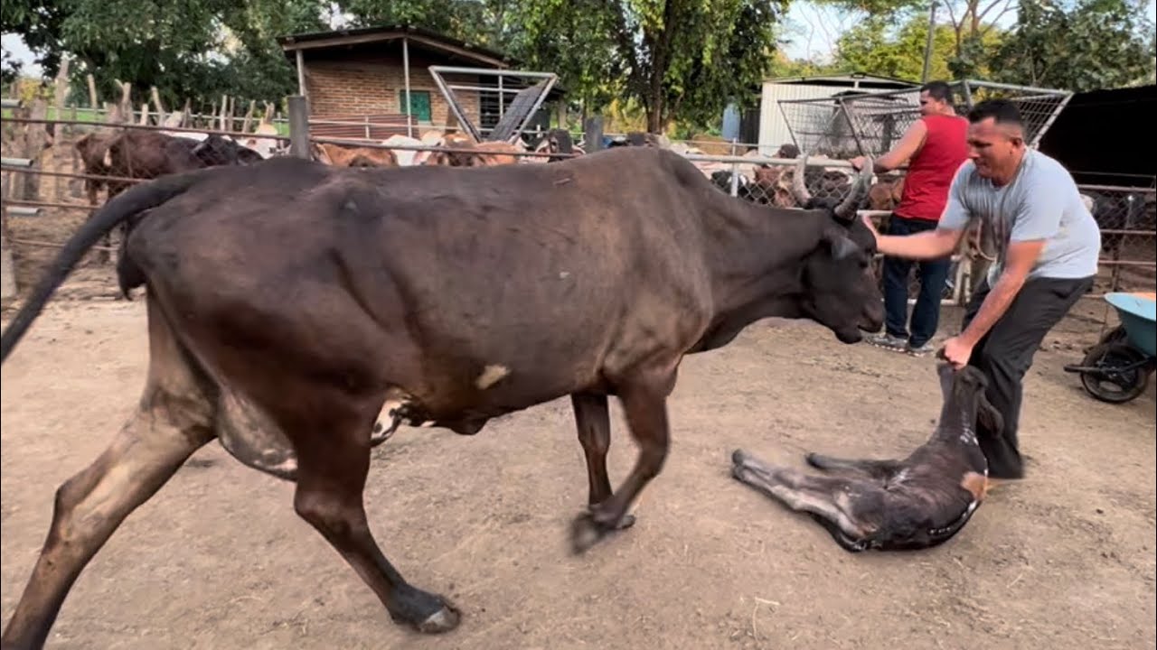 Vaca brava recién parida casi golpea a Joel #vaca