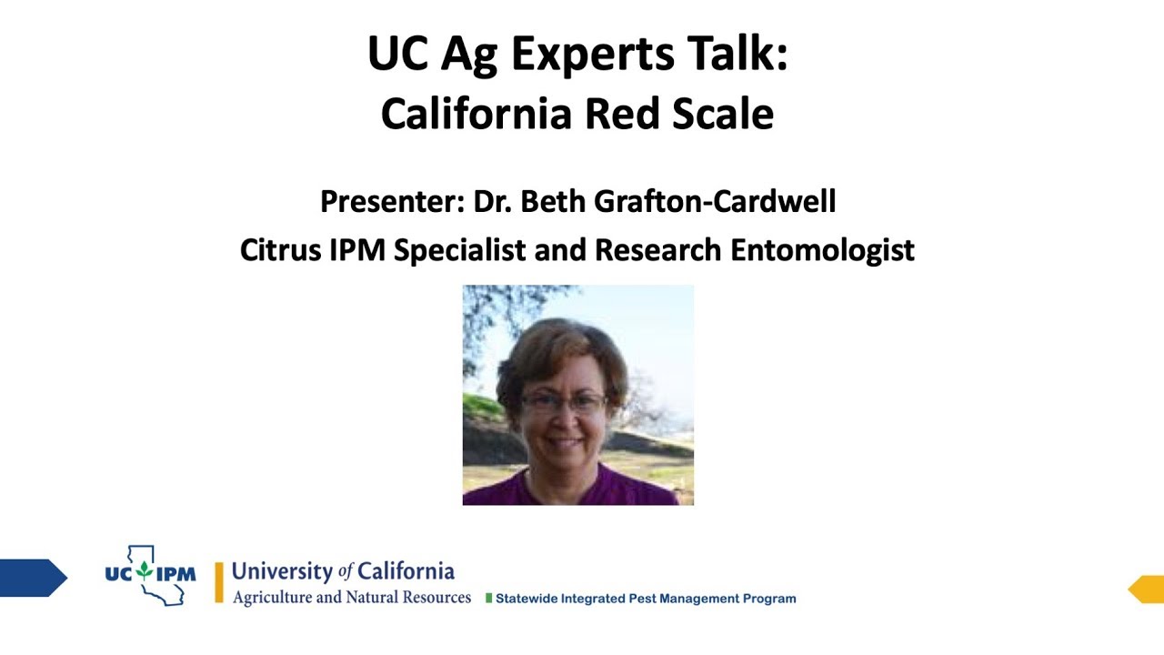 UC Ag Experts Talk: California Red Scale
