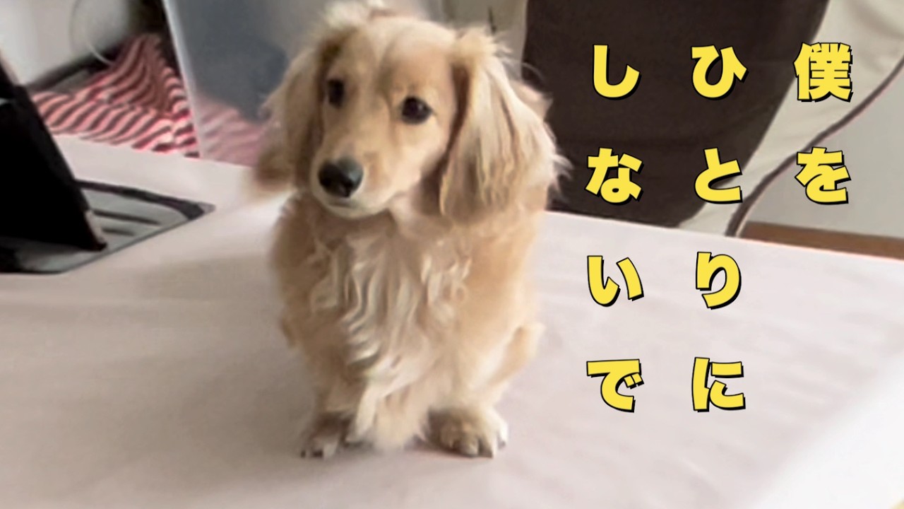 父が仕事から帰ってきた時大喜びする愛犬でもその裏で・・・（大きめミニチュアダックス）