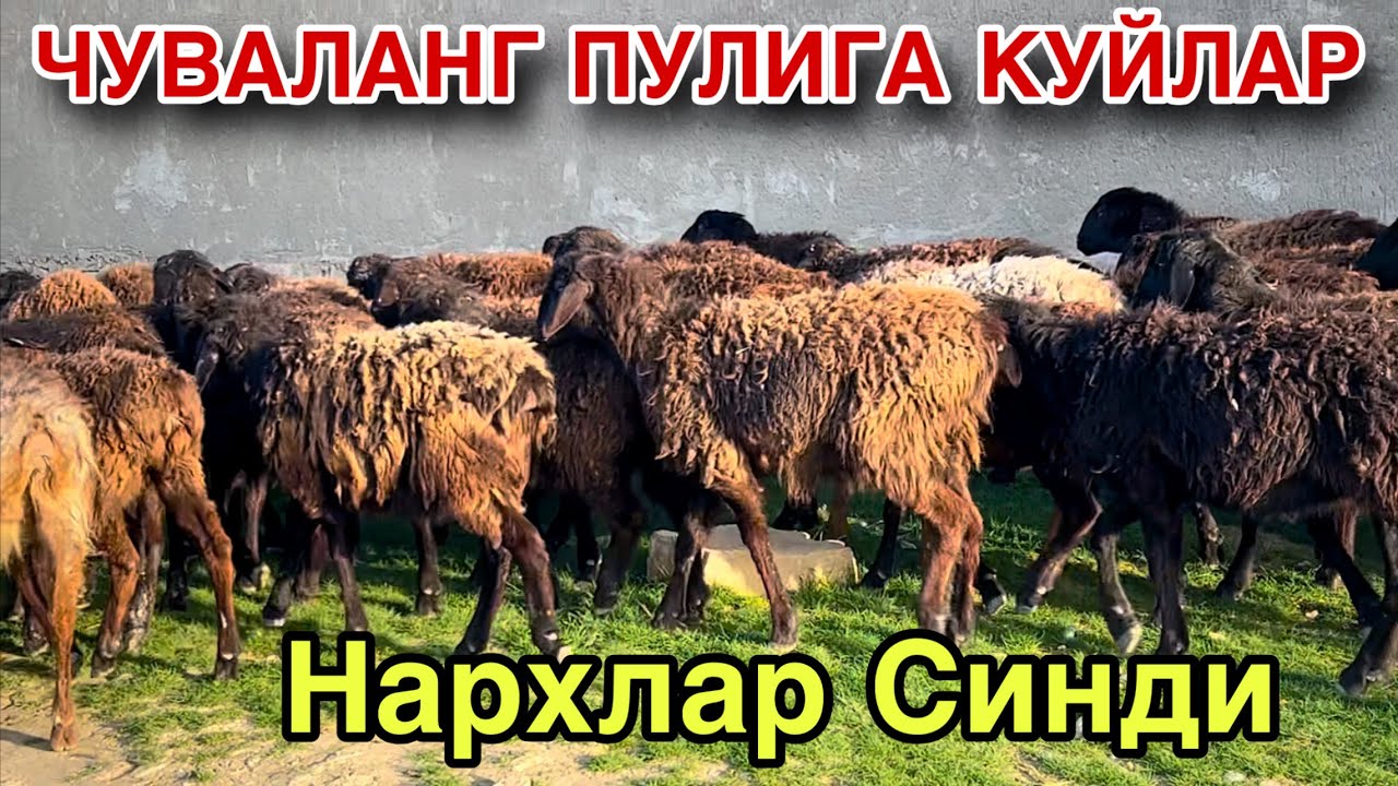 Бошкача Нархда! ☎️+998 99 985 6704