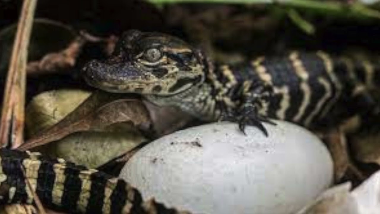 Baby Alligator calls sounds