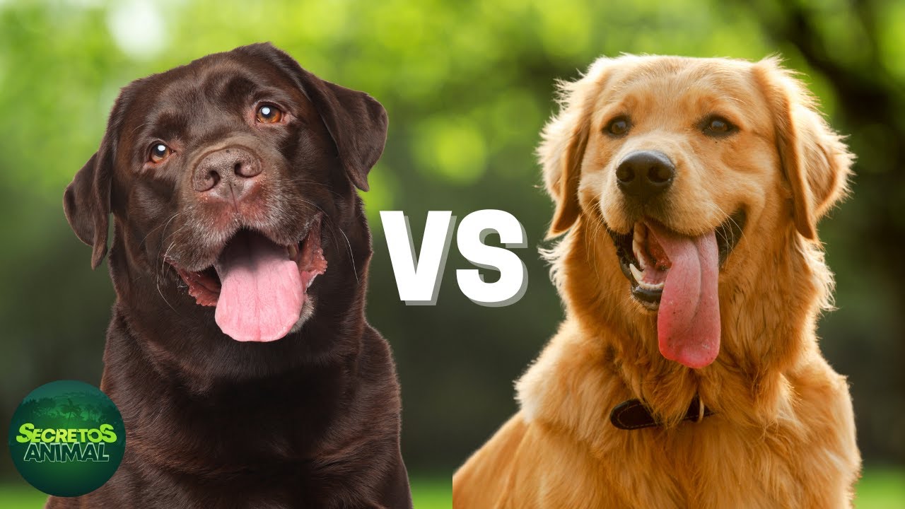 Labrador Retriever Vs Golden Retriever, ¿cuál Es Mejor?