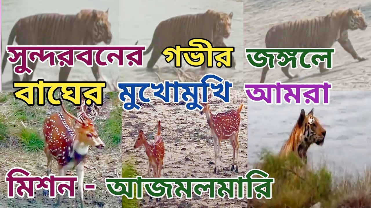 সুন্দরবনের গভীর জঙ্গলে বাঘের মুখে আমরা/The Royal Bengal Tiger We Face The SUNDORBON #viral #trending