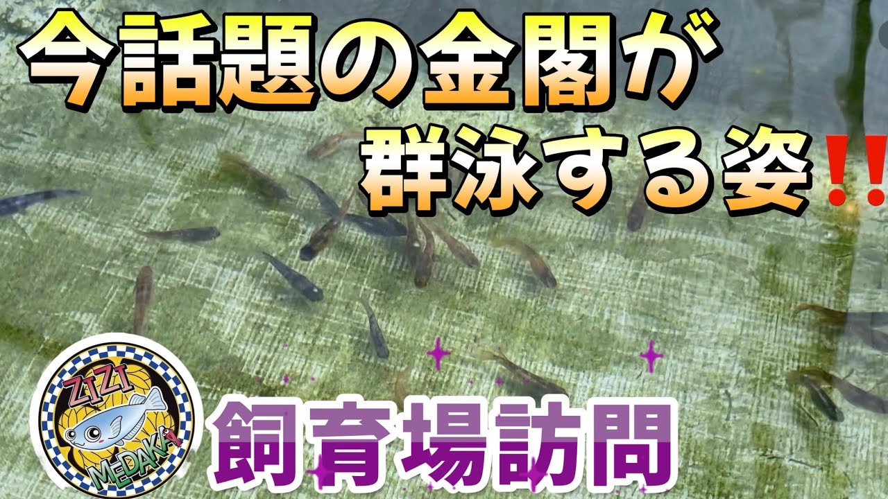 今話題の金閣が群泳する姿‼️ZIZIめだかさん飼育場訪問！