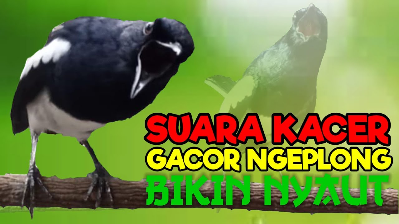 Terapi kacer gacor ngeplong, pancingan kacer, masteran kacer durasi panjang Berjam jam, nyaut gacor