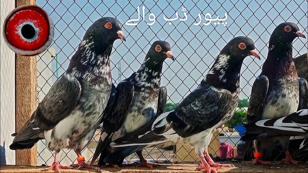 ڈب والے قصوری کبوتر 03055681152 