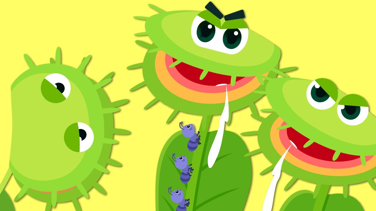 Venus Atrapamoscas🪰 | Bichos e Insectos | R&iacute;mas para Ni&ntilde;os | Para Ni&ntilde;os | Lotty Friends