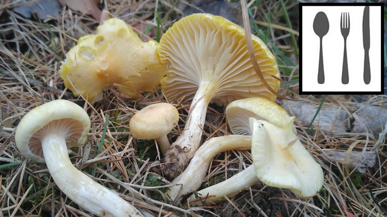 Wodnicha modrzewiowa (Hygrophorus lucorum) Bukowina Tatrzańska 16.11.2018