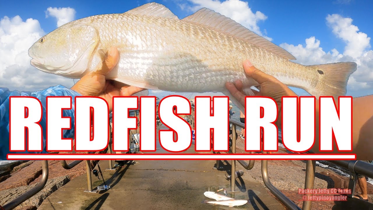 Забег окуня в Корпус-Кристи 2025 | Bull Reds, Slot Reds и Oversize Action в Техасе
