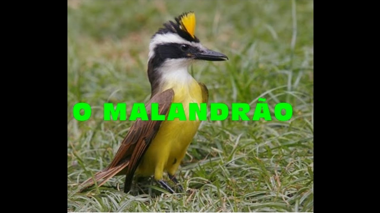 Bem-Te-Vi muito malandrão criado solto tomando banho na banheira!! Impressionante!! Vale a Pena ver!