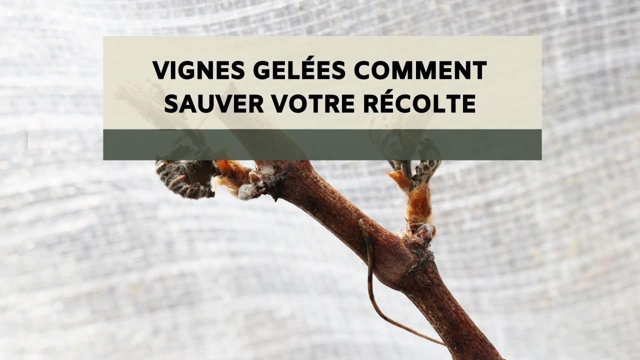 Vignes gelées: Comment sauver votre récolte!