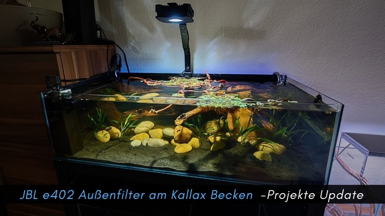Außenfilter für das Kallax Becken -JBL e402 wie gemalt für das Kallax Regal! #aquaristik