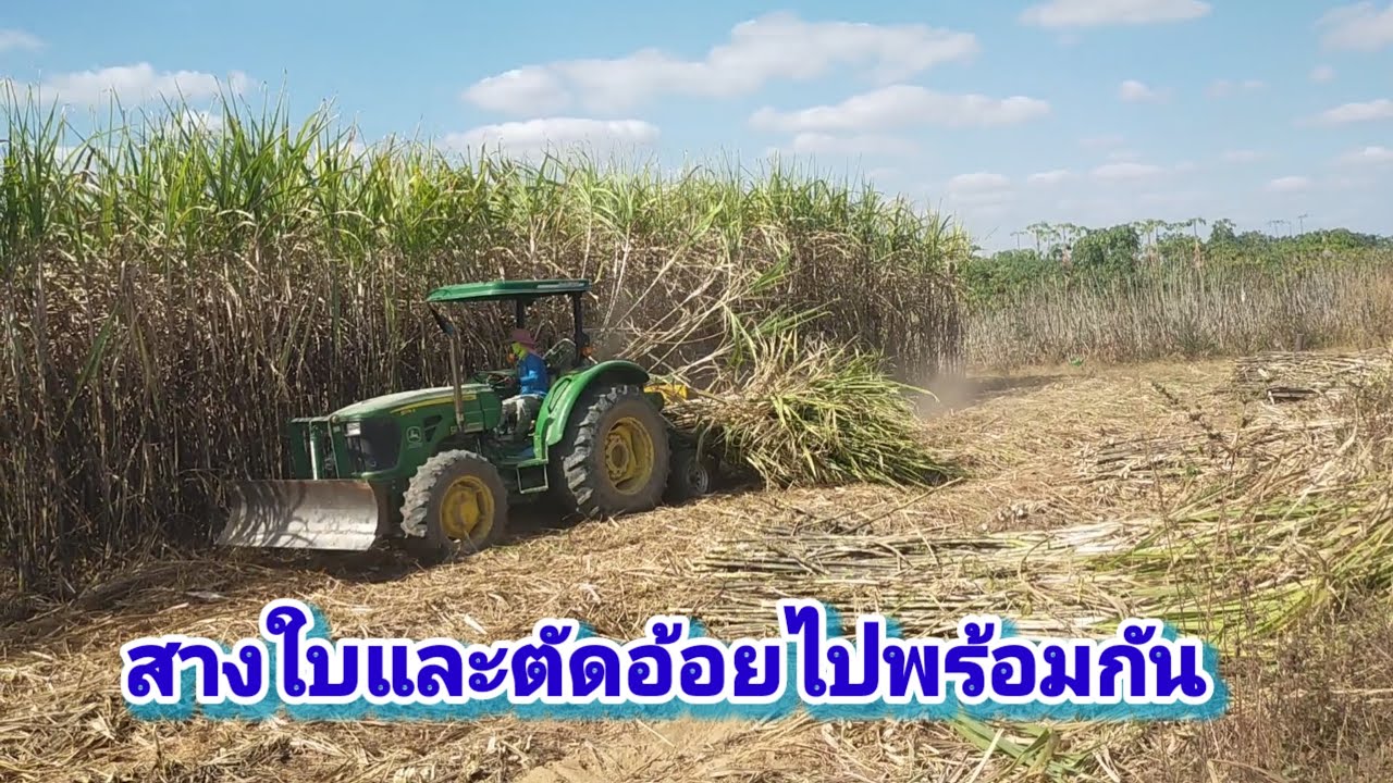 การสางใบและตัดอ้อยไปพร้อมกัน EP 26/69