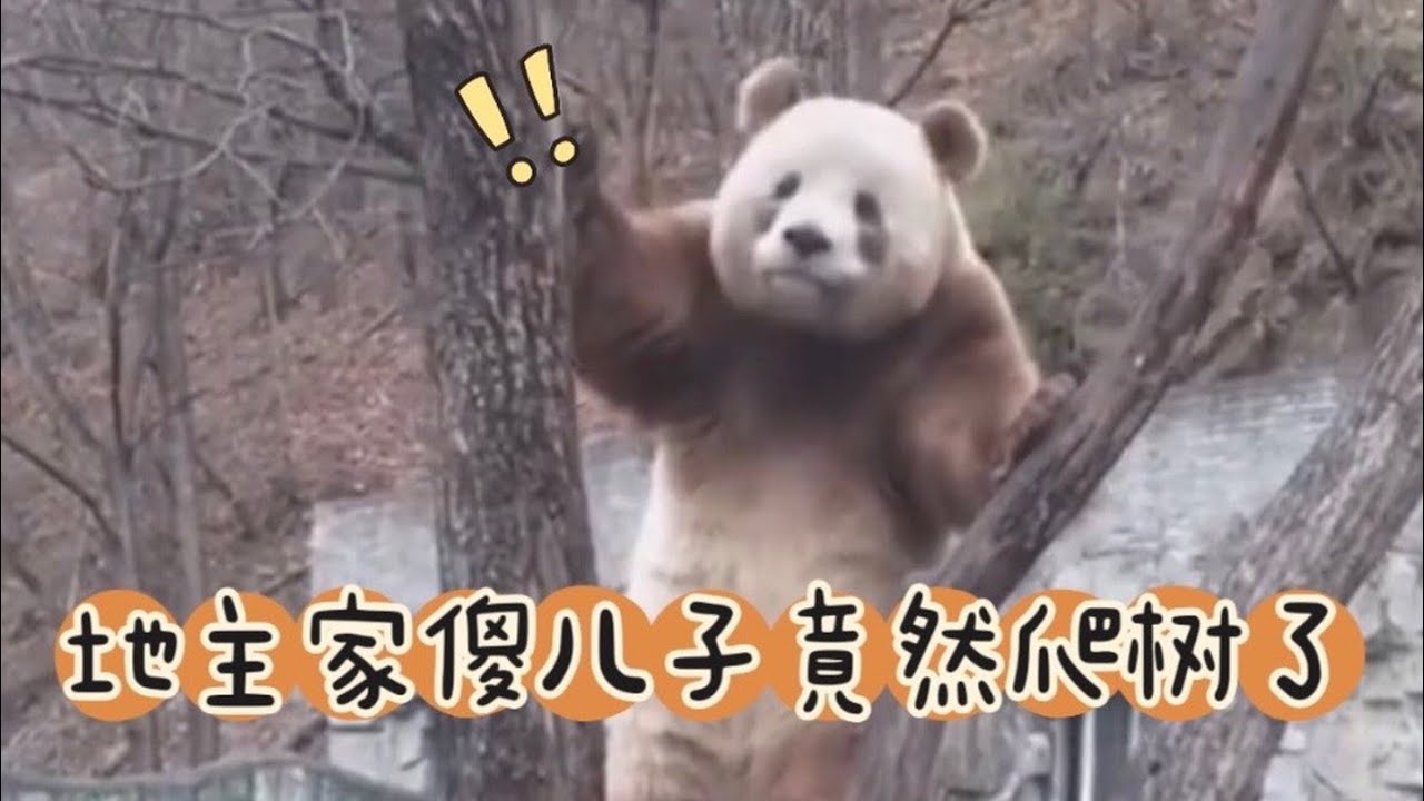 【搗蛋熊貓】七仔是不是被談話了？怎麼跟之前判若兩熊，竟然還爬樹了！#熊猫 #大熊猫 #搞笑 #panda #cute