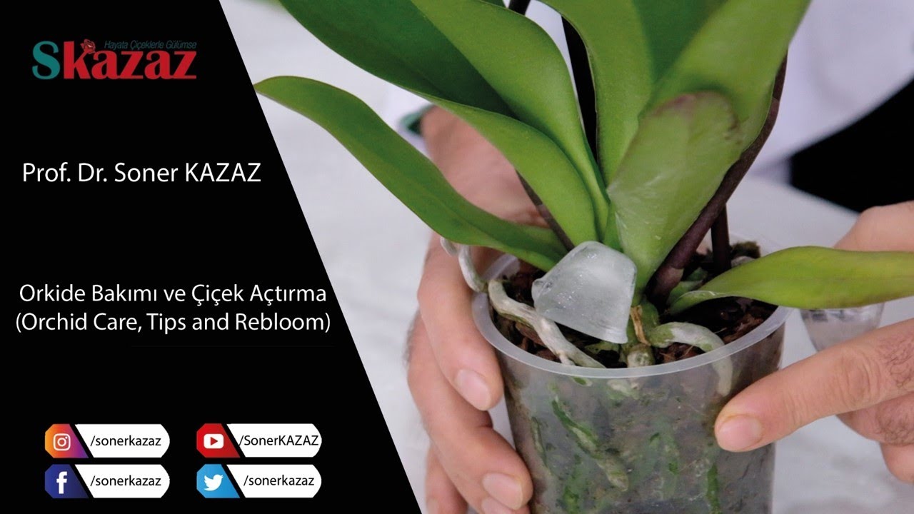 ORKİDE BAKIMI (SULAMA, GÜBRELEME, BUDAMA) VE ÇİÇEK AÇTIRMA ORCHID CARE, TIPS AND REBLOOM)