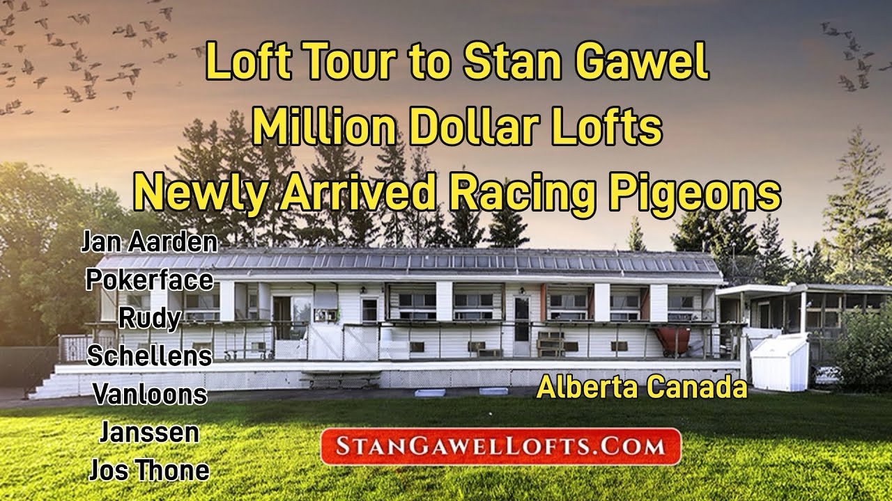 MILLION DOLLARS LOFTS TOUR 😱 DIRECT NEWLY IMPORTS! RACING PIGEONS OF STAN GAWEL. GANDA NG MGA IBON 😍