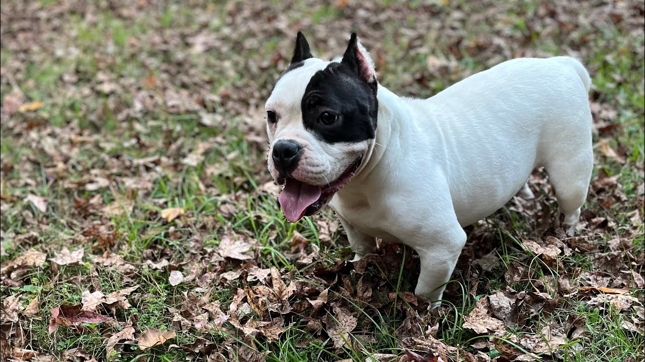 2nd Live Micro Breeding ‼️ Puppies On The Way 🐶