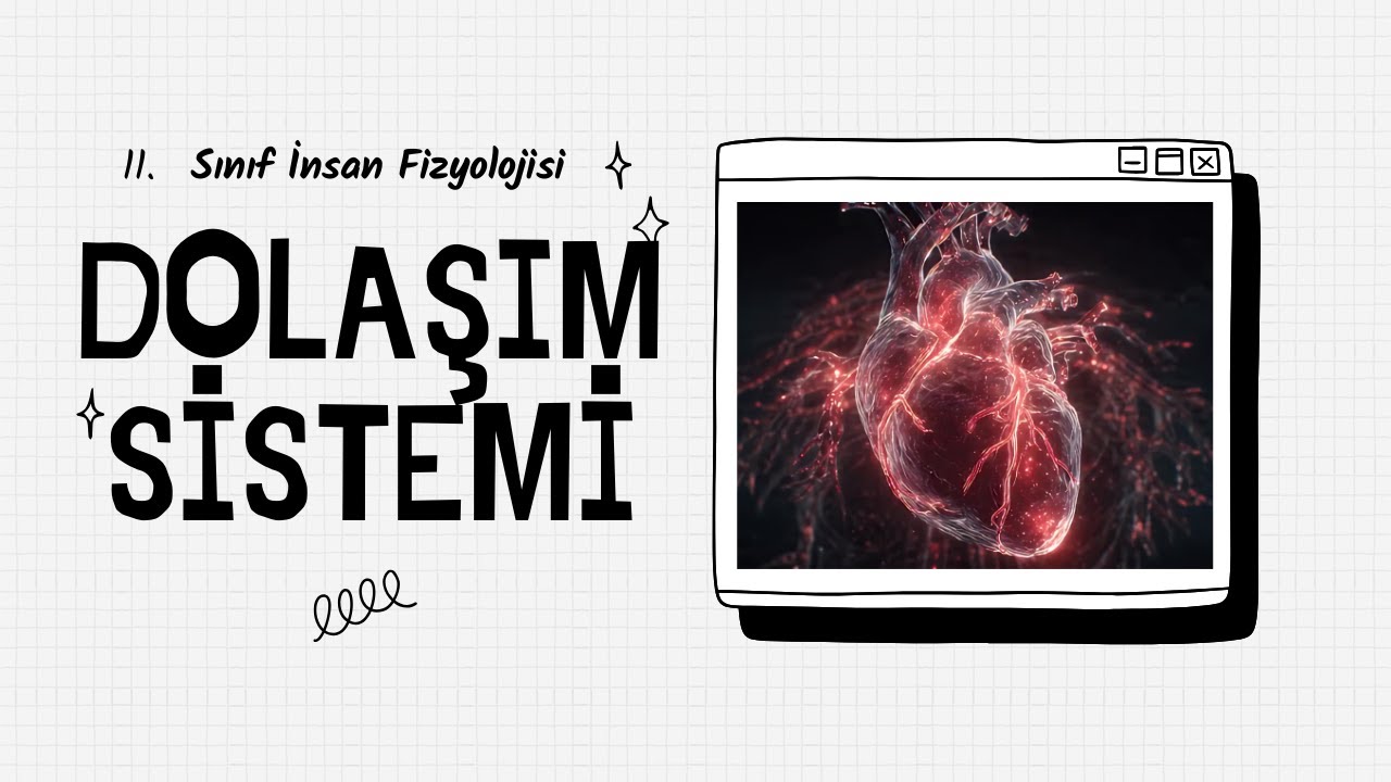 11. Sınıf Biyoloji | Dolaşım Sistemi - Ders 1 | İnsan Fizyolojisi