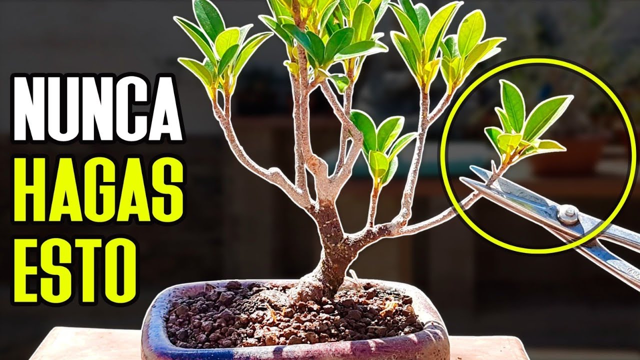 Nunca cortes demasiado pronto - VIDEAZO!