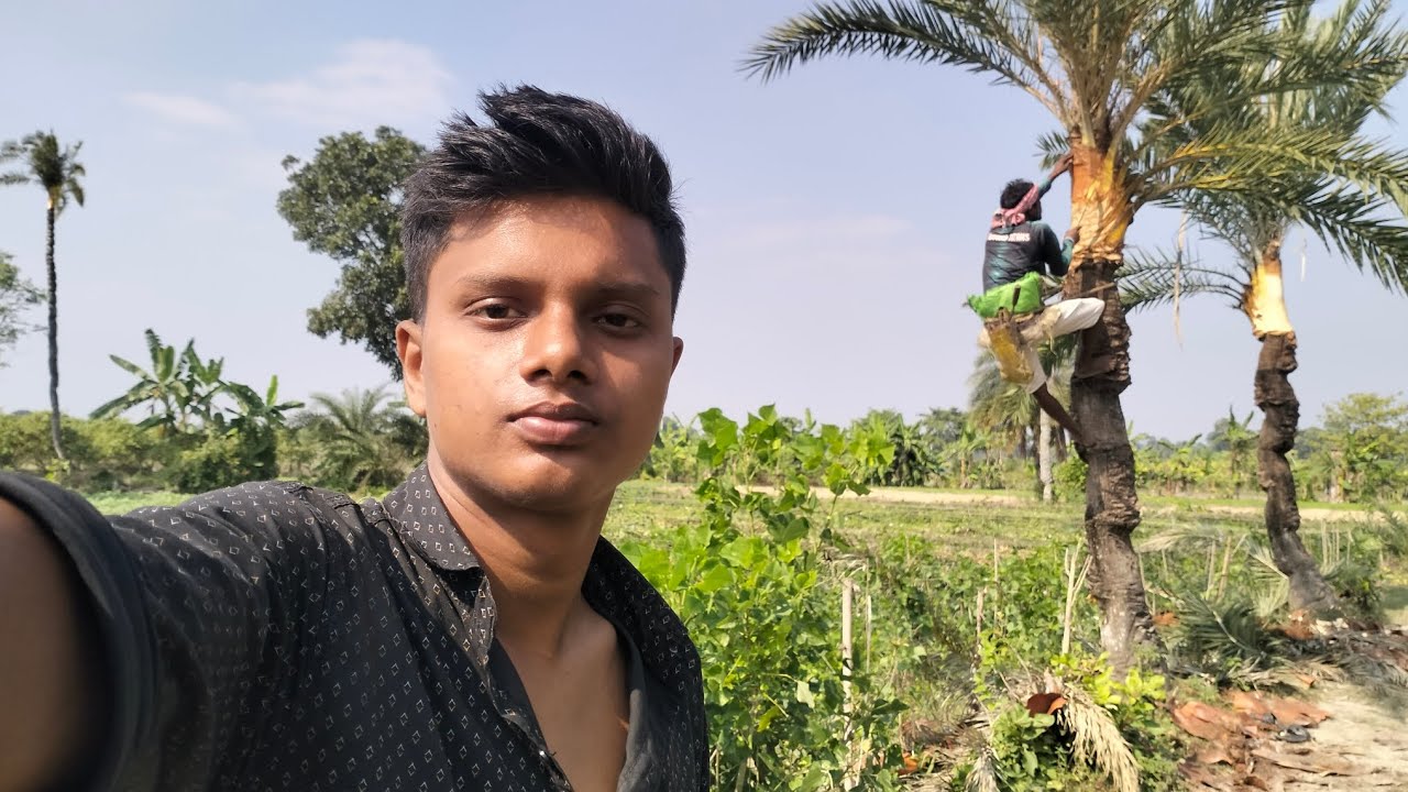 খেজুর গাছ চাষ দেওয়ার সময় খেজুর গাছ থেকে রস পরছে।