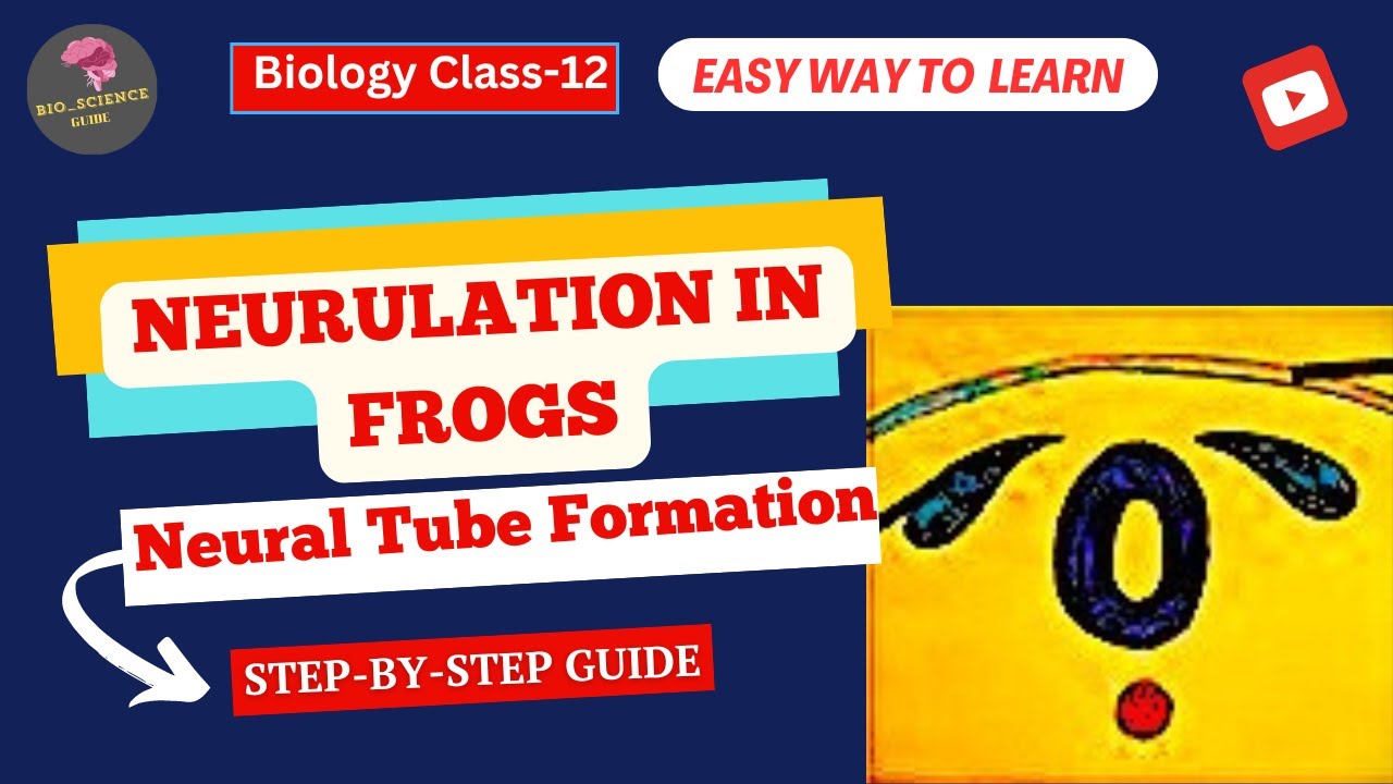 Neurulation in Frogs: Formation of the Neural Tube Explained🌬️ |Embryology Guide📚|Bio_Science Guide