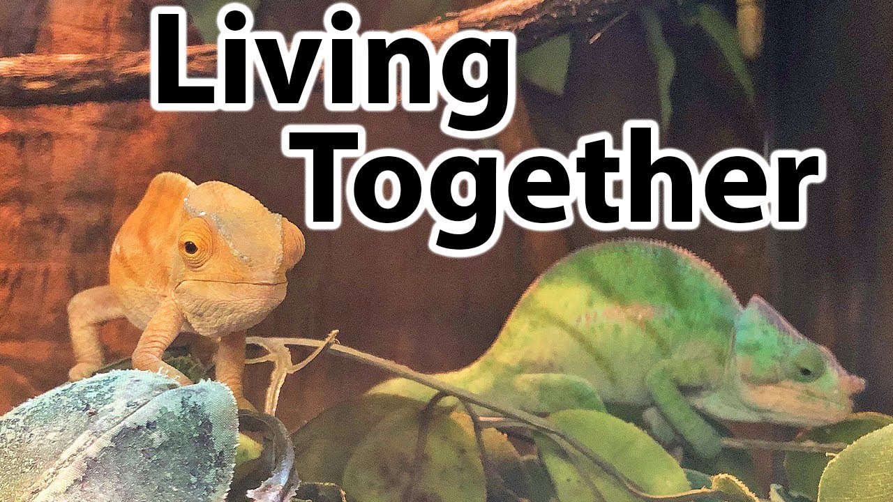 Can you keep chameleons together?