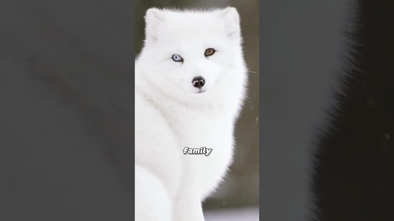 Arctic fox #animals #cuteanimal #arcticfox