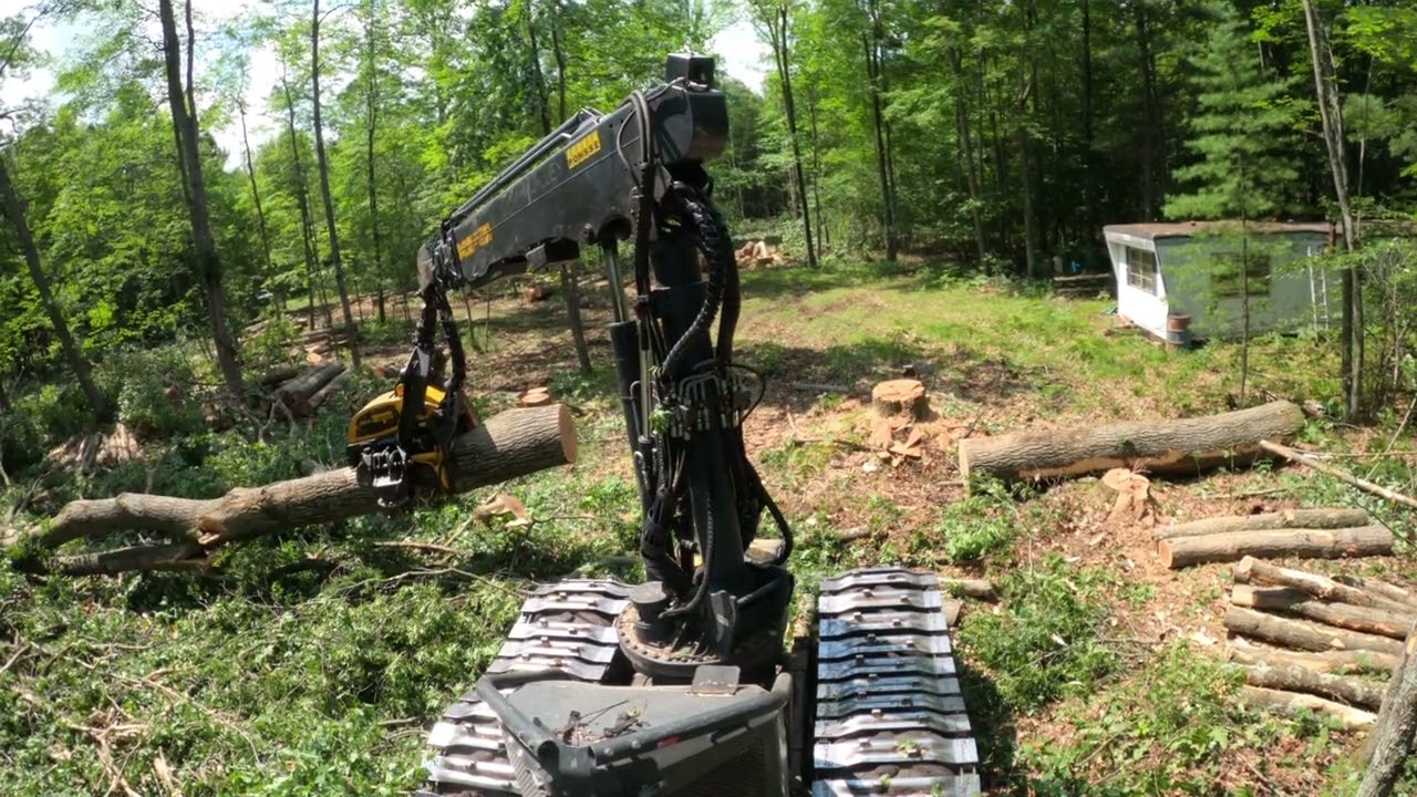Ponsse Ergo H8 cutting a big red oak