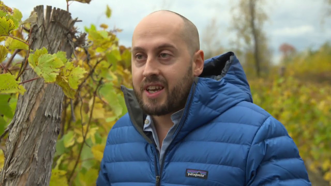 Les vins du Qu&eacute;bec enfin en &eacute;picerie