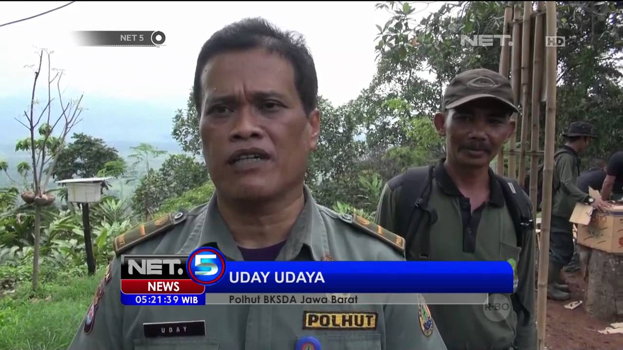 BKSDA Melepas-liarkan Ribuan Ekor Burung Berbagai Jenis Hasil Sitaan -NET5