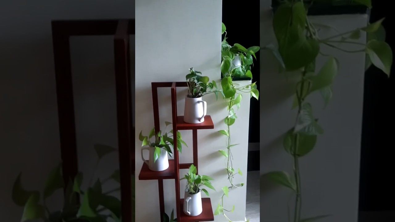 Indoor plant arrangement 🪴🍃🐾...#checkyourcorner #gardening #plantsale