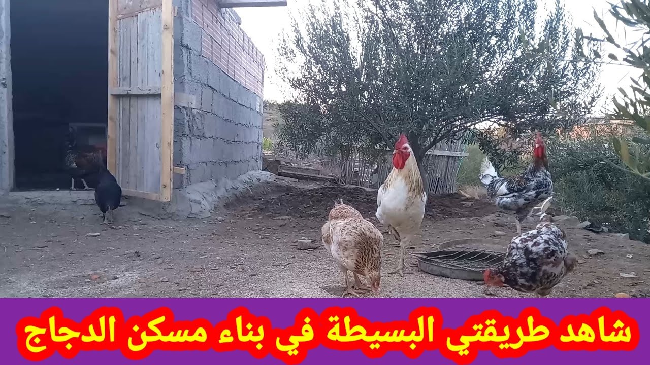 تربية الدجاج- طريقتي في  بناء مسكن الدجاج 🐓كيف تبني مسكن او خم او قن الدجاج🐓
