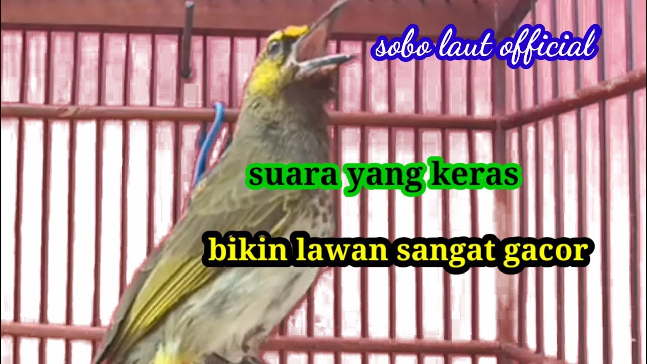 Rengganis/cucak wilis gacor full crewet suara merdu dan keras