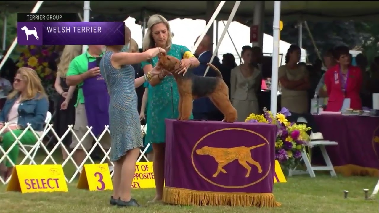 Welsh Terriers | Breed Judging 2022
