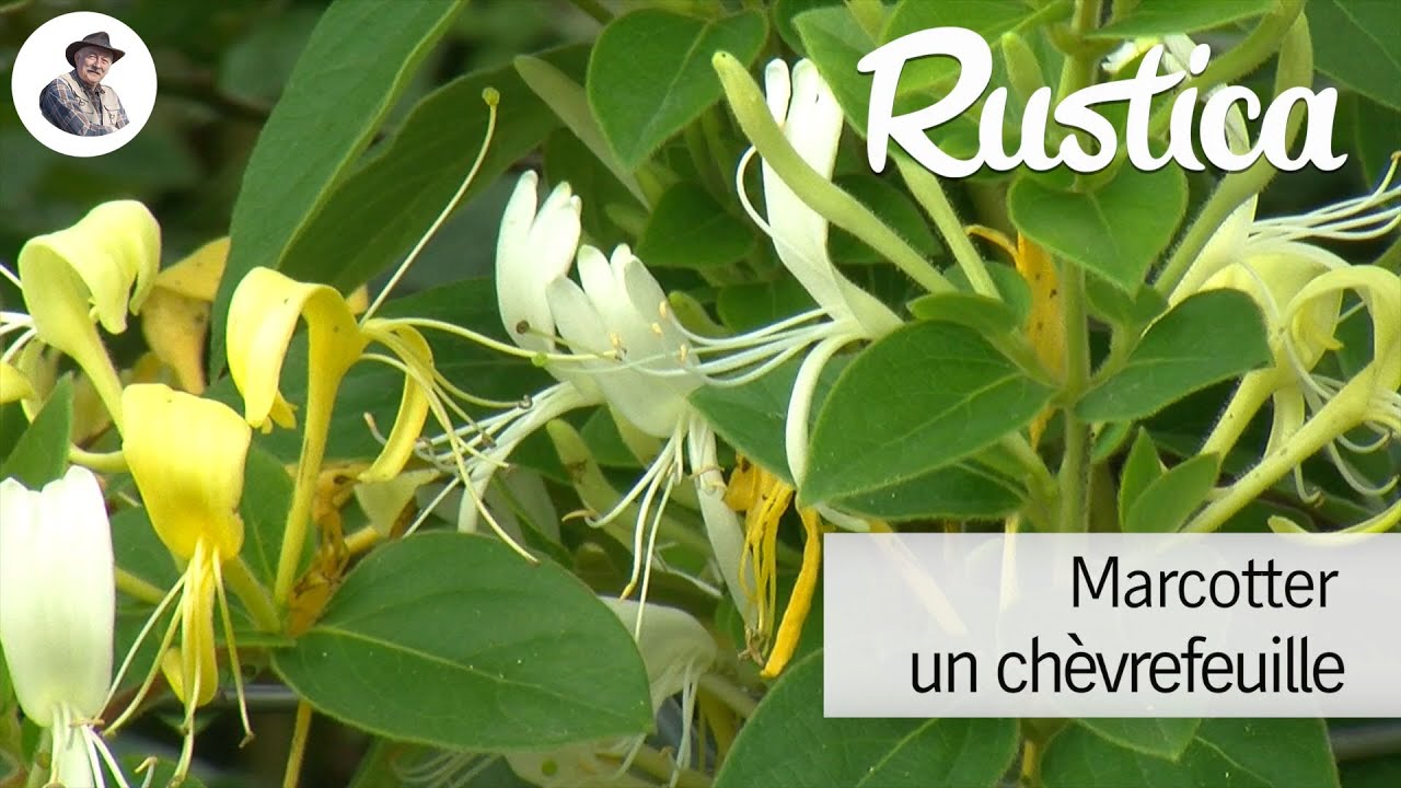 Comment marcotter un chèvrefeuille
