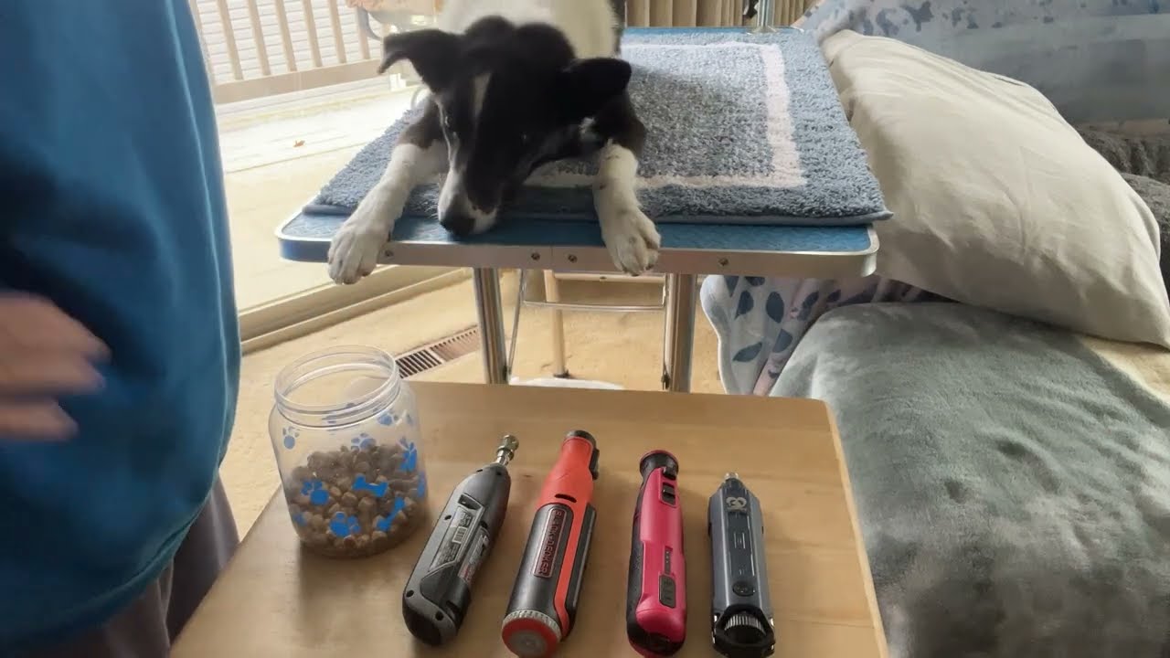 Cooperative Care with Deb Jones - Paws and Nails - reviewing nail grinders on a larger dog.