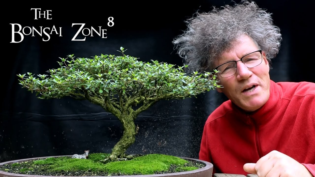 Detail Pruning My African Style Serissa, The Bonsai Zone, July 2021