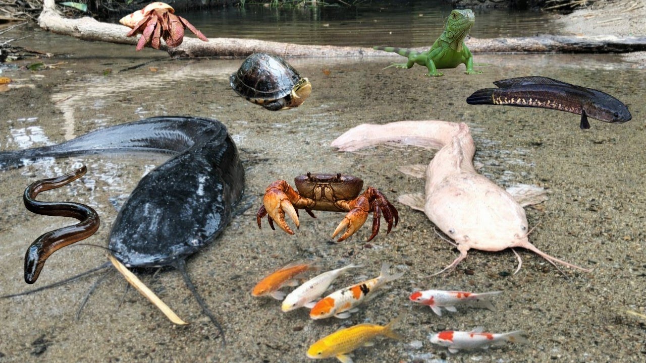 Menangkap Ikan Lele Monster Di Sungai,Ikan Hias,Ikan Koi,Ikan Cupang,Ikan Gabus,Kepiting,Kelomang