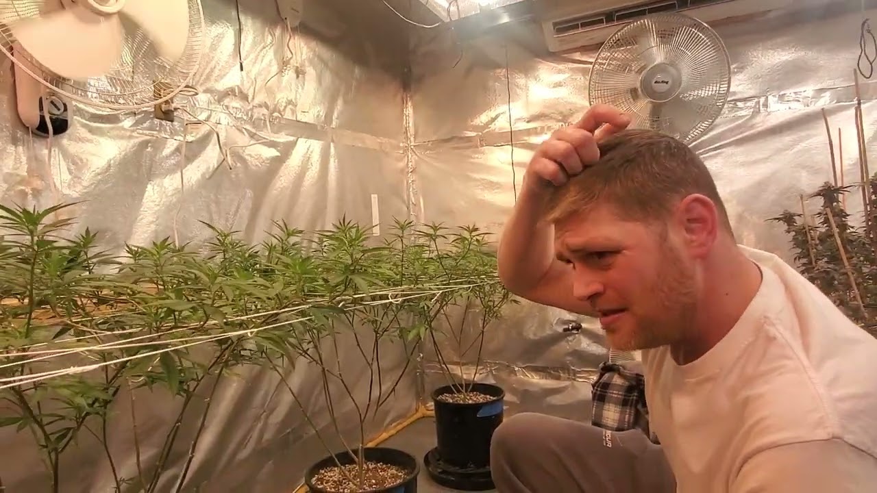 Maintaining a trellis net week 1 flower!