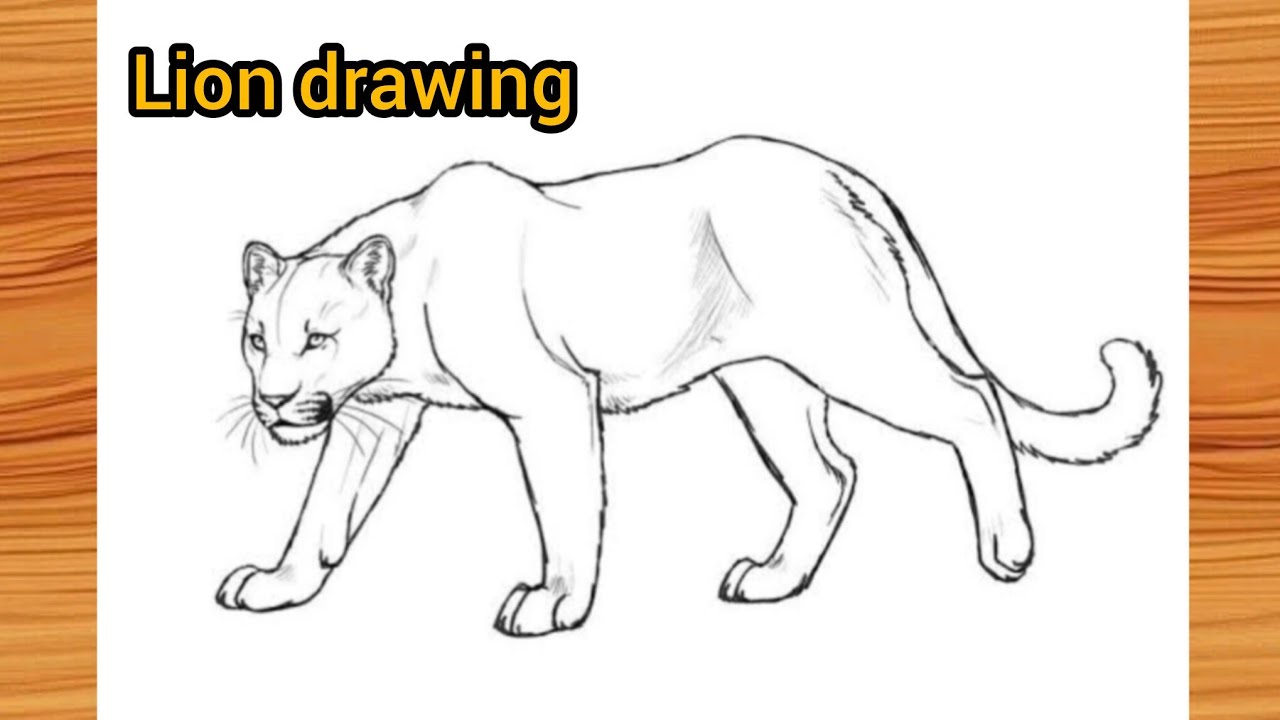 Realistic Lion Drawing with Pencil || King of Jungle || Easy Lion Drawing 