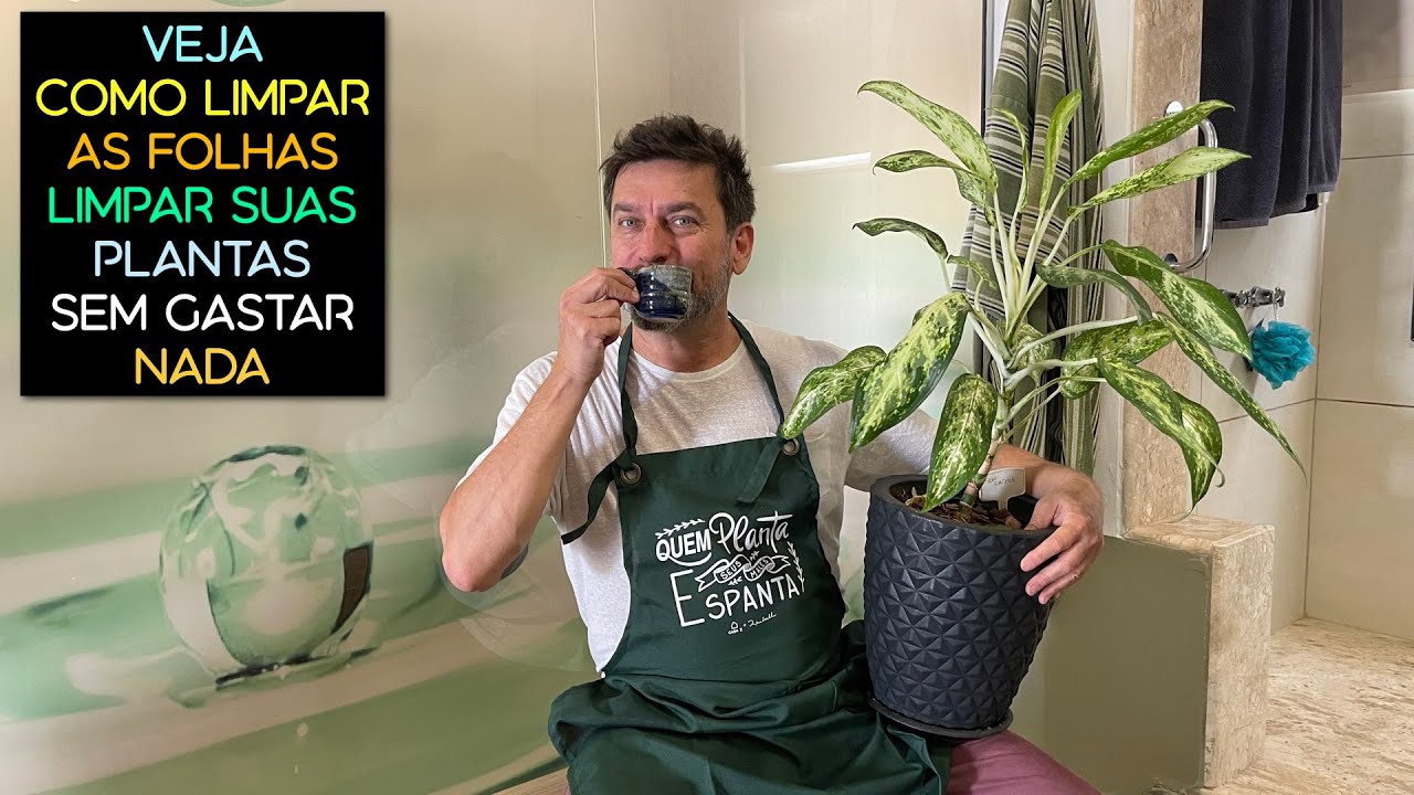 Veja Como Limpar as Folhas da Sua Planta Sem Gastar Nada