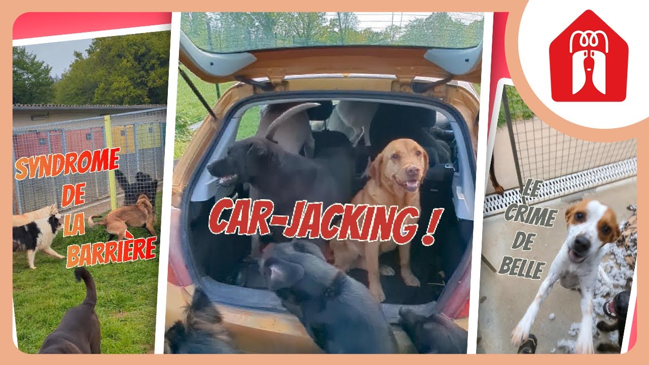 J'ME SUIS FAIT CARJACKER ! 🐶 Pension CHEZ MARTH' 87 #29