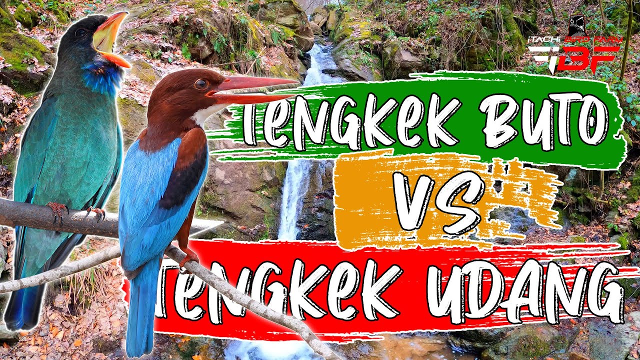 MASTERAN MURAI BATU KASARAN TENGKEK BUTO GACOR VS TENGKEK UDANG GACOR