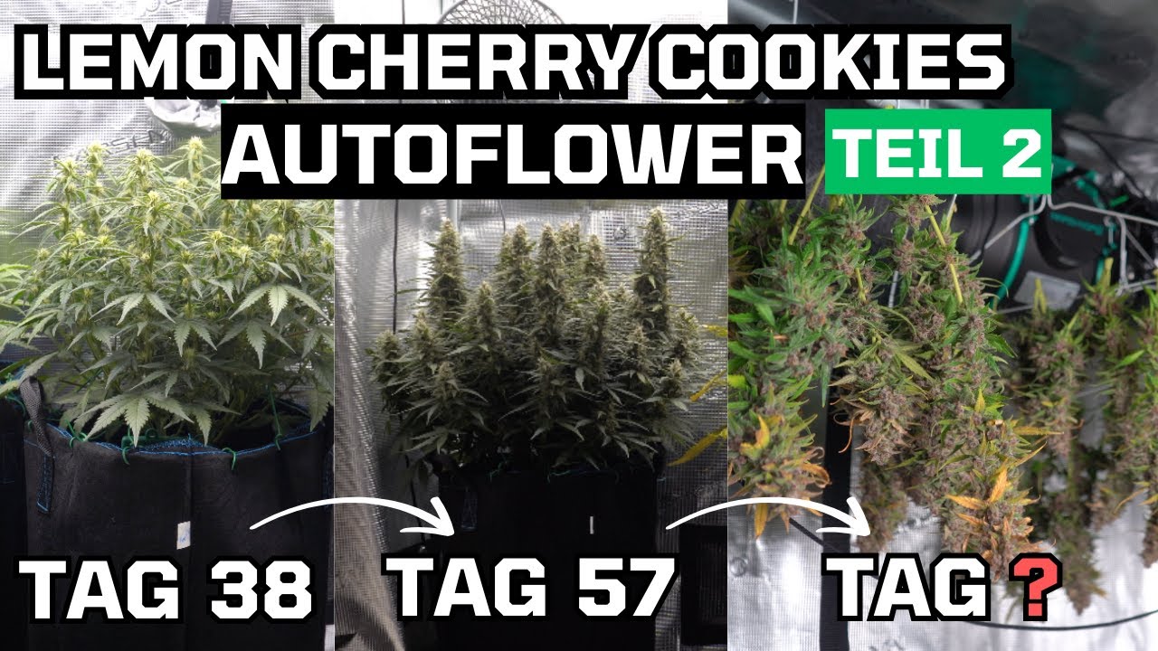 Wie ich Autoflower Pflanzen anbau – Blütephase, Ernte, Trocknung l Lemon Cherry Cookies Ep.2