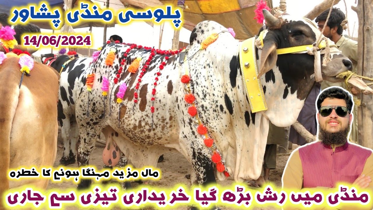 Palosi Maweshi Mandi Peshawar New Updates 14/06/2024 | Eid Ul Azha Cattles Price | Izhar Ali Shah