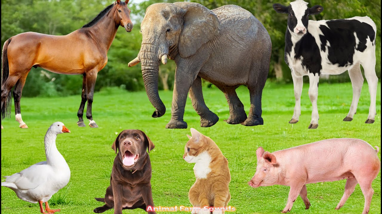Farm Animal Habitat: Horse, Dog, Pig, Sheep, Cat, Chicken, Goat, Duck, Cow – Animal Sounds